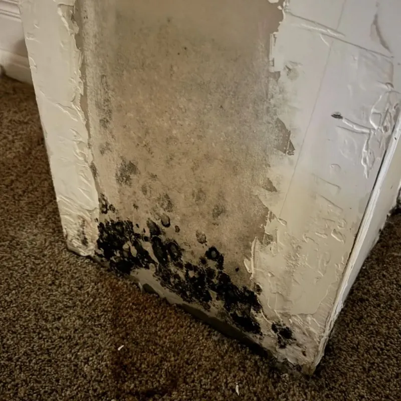 Professional Mold Removal in Fairfield, IA